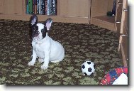 Bouledogue francais, French Bulldog