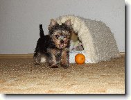 Jorkšírský terier, Yorkshire Terrier,