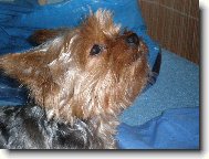 Jorkšírský terier, Yorkshire Terrier,