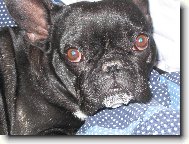 Bouledogue francais, French Bulldog