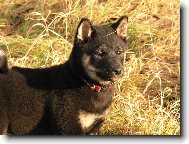 Shiba
