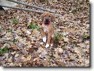 Rhodesian Ridgeback
