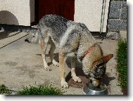 Czechoslovakian wolfdog
