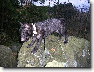 Bouledogue francais, French Bulldog