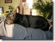 Bouledogue francais, French Bulldog