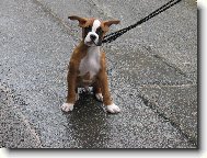 Deutscher Boxer