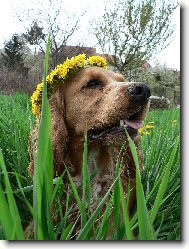 English Cocker Spaniel