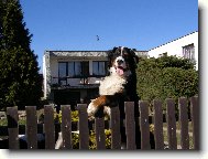 Berner Sennenhund