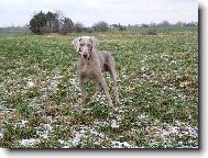 Weimaraner, Weimaraner Vorsterhund