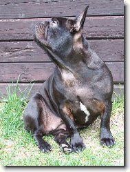 Bouledogue francais, French Bulldog