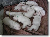 Dogo Argentino