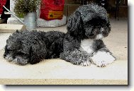 icu, Shih-Tzu