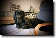 Deutsche Dogge