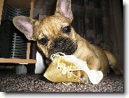 Bouledogue francais, French Bulldog
