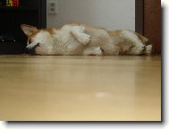 Pembrok Welsh Corgi