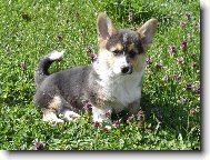 Pembrok Welsh Corgi