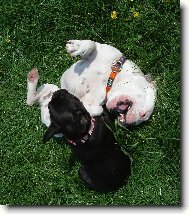Bouledogue francais, French Bulldog
