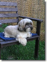 icu, Shih-Tzu