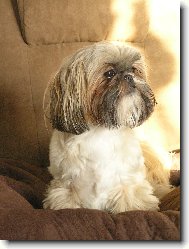 icu, Shih-Tzu