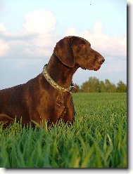 Deutscher Kurzhaariger Vorstehhund