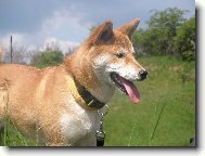 Shiba