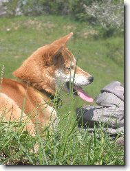 Shiba