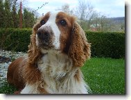 English springer spaniel \(Dog standard\)