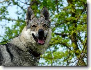 Czechoslovakian wolfdog