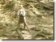 Weimaraner, Weimaraner Vorsterhund