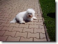 Bichon á poil frisé, Bichon Frise