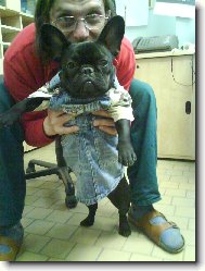 Bouledogue francais, French Bulldog