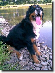 Berner Sennenhund