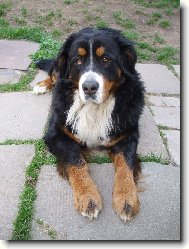 Berner Sennenhund