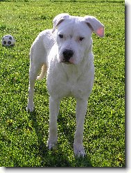 Dogo Argentino