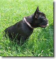 Bouledogue francais, French Bulldog