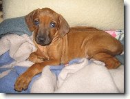 Rhodesian Ridgeback
