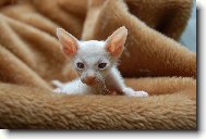 Don sphynx