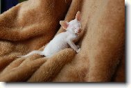 Don sphynx