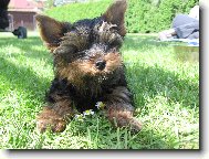 Jorkšírský terier, Yorkshire Terrier,