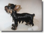 Jorkšírský terier, Yorkshire Terrier,