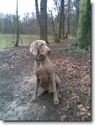 Weimaraner, Weimaraner Vorsterhund