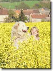 Pyrenean mountain dog