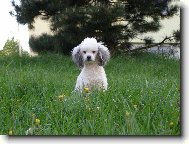 Poodle, Caniche