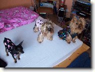 Jorkšírský terier, Yorkshire Terrier,