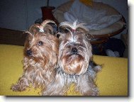 Jorkšírský terier, Yorkshire Terrier,