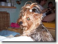 Jorkšírský terier, Yorkshire Terrier,