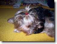 Jorkšírský terier, Yorkshire Terrier,