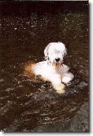 Bobtail