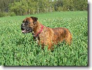 Deutscher Boxer