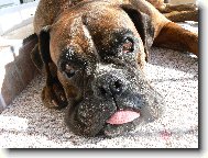 Deutscher Boxer